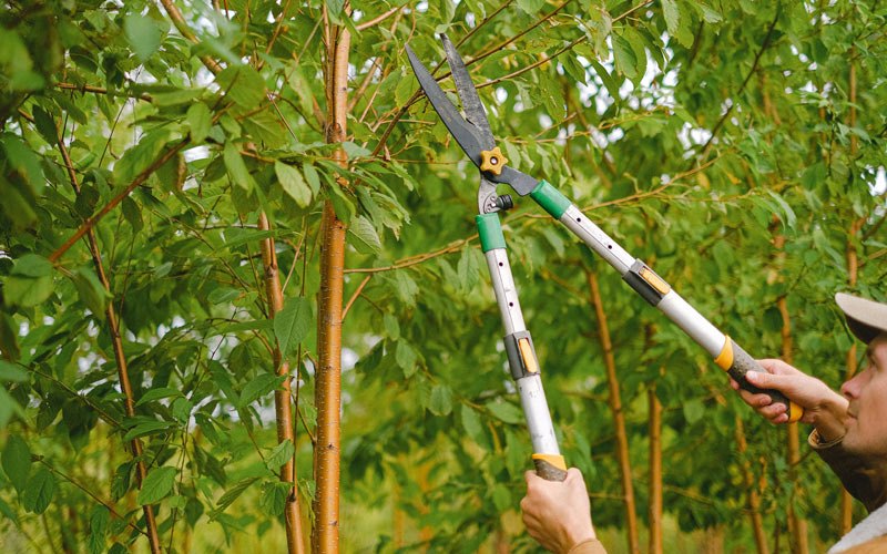 Tree trimming in Dougherty, IA